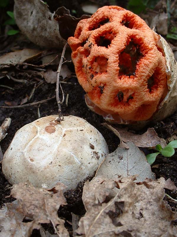 C. ruber, L. lepidum ed H. acetabulum, 02.V.2004